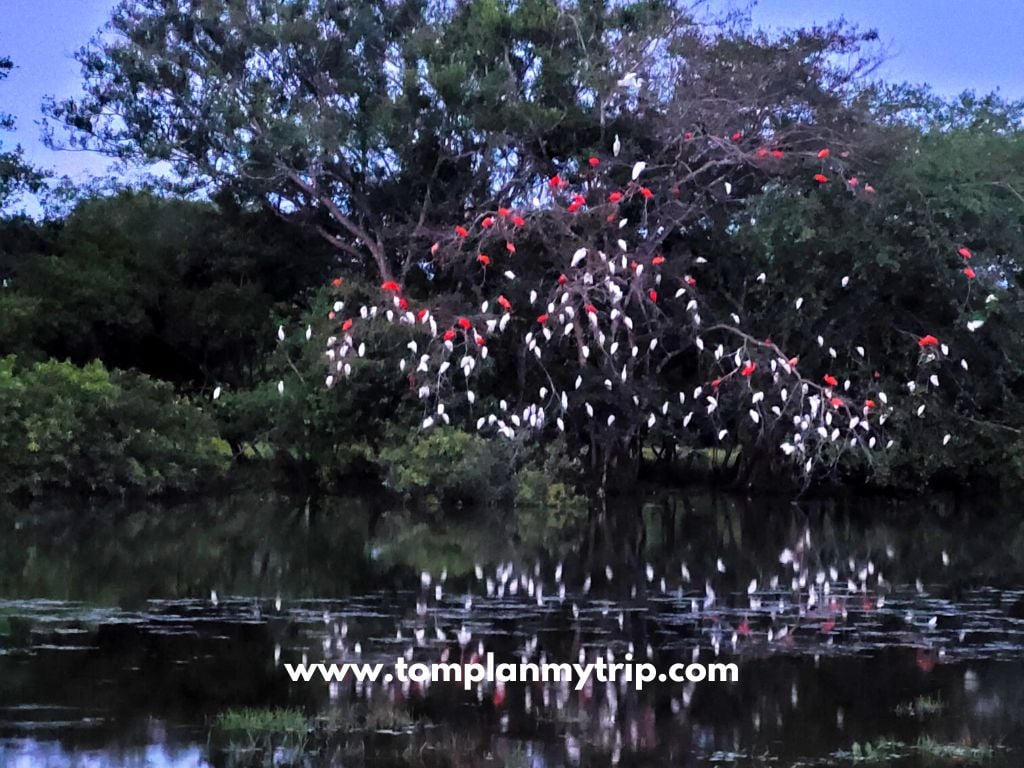 Los Llanos Hato AltaMira ibis & garzas birds