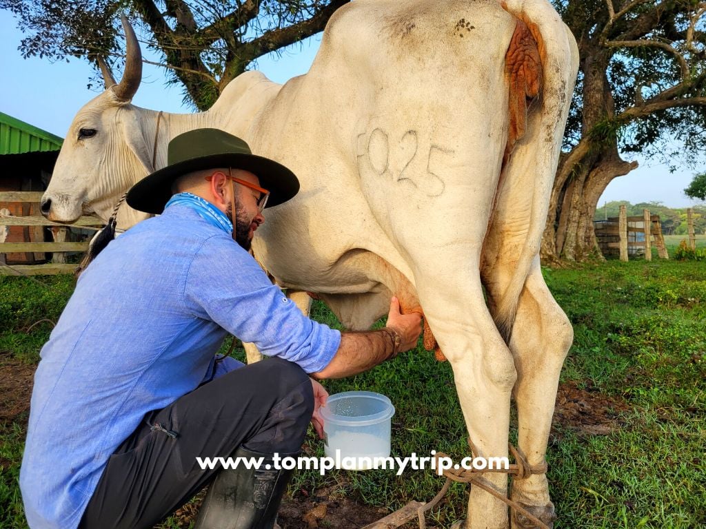 Los Llanos Hato AltaMira milk a cow