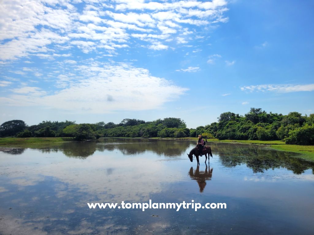 Los Llanos Hato AltaMira water horse aleja