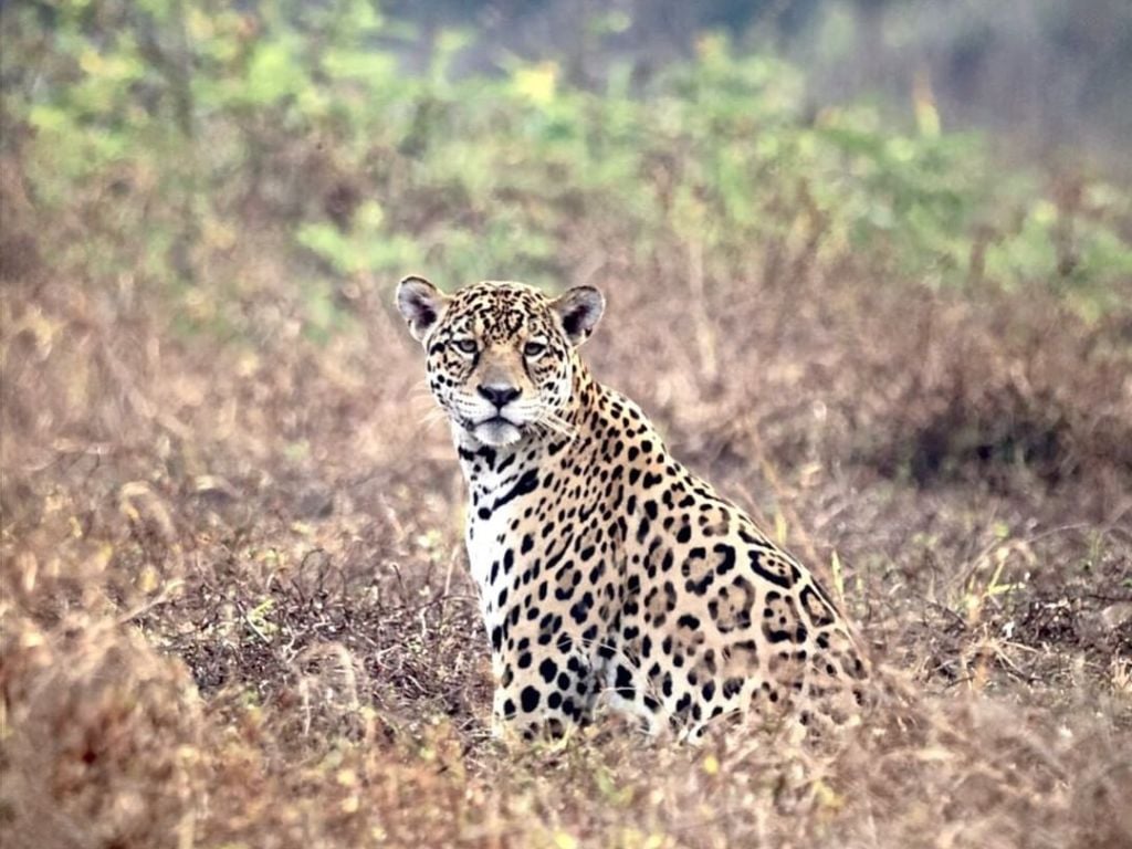 Los Llanos Hato Aurora Jaguar