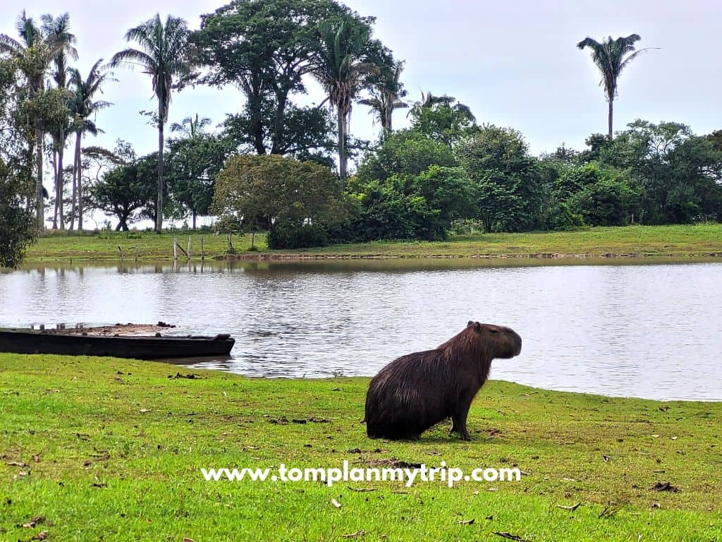Los Llanos Hato Mata de Palma chiguiro (1)