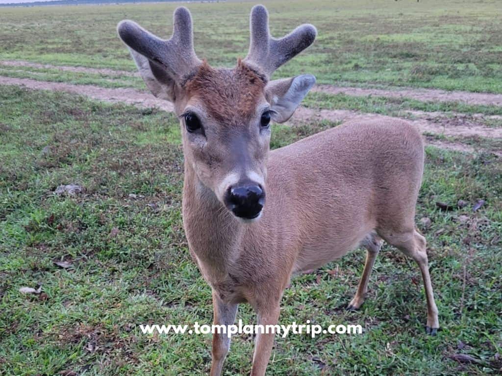 Los Llanos Hato Montana deer pepe (1)