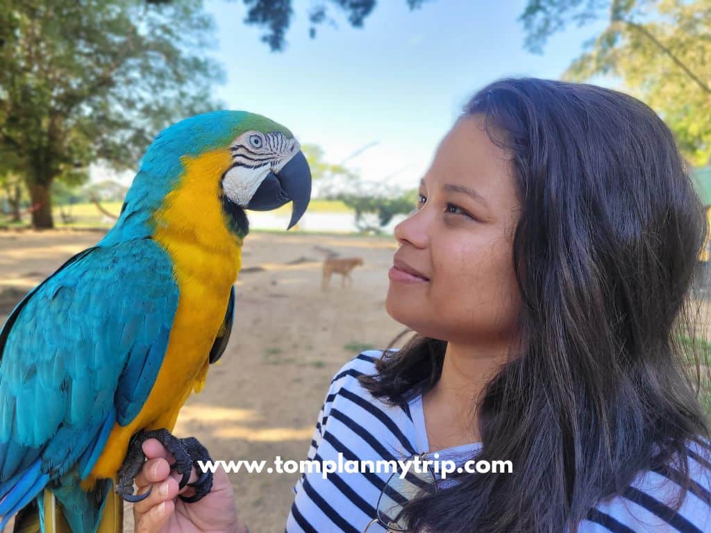 Los Llanos parrot (1)