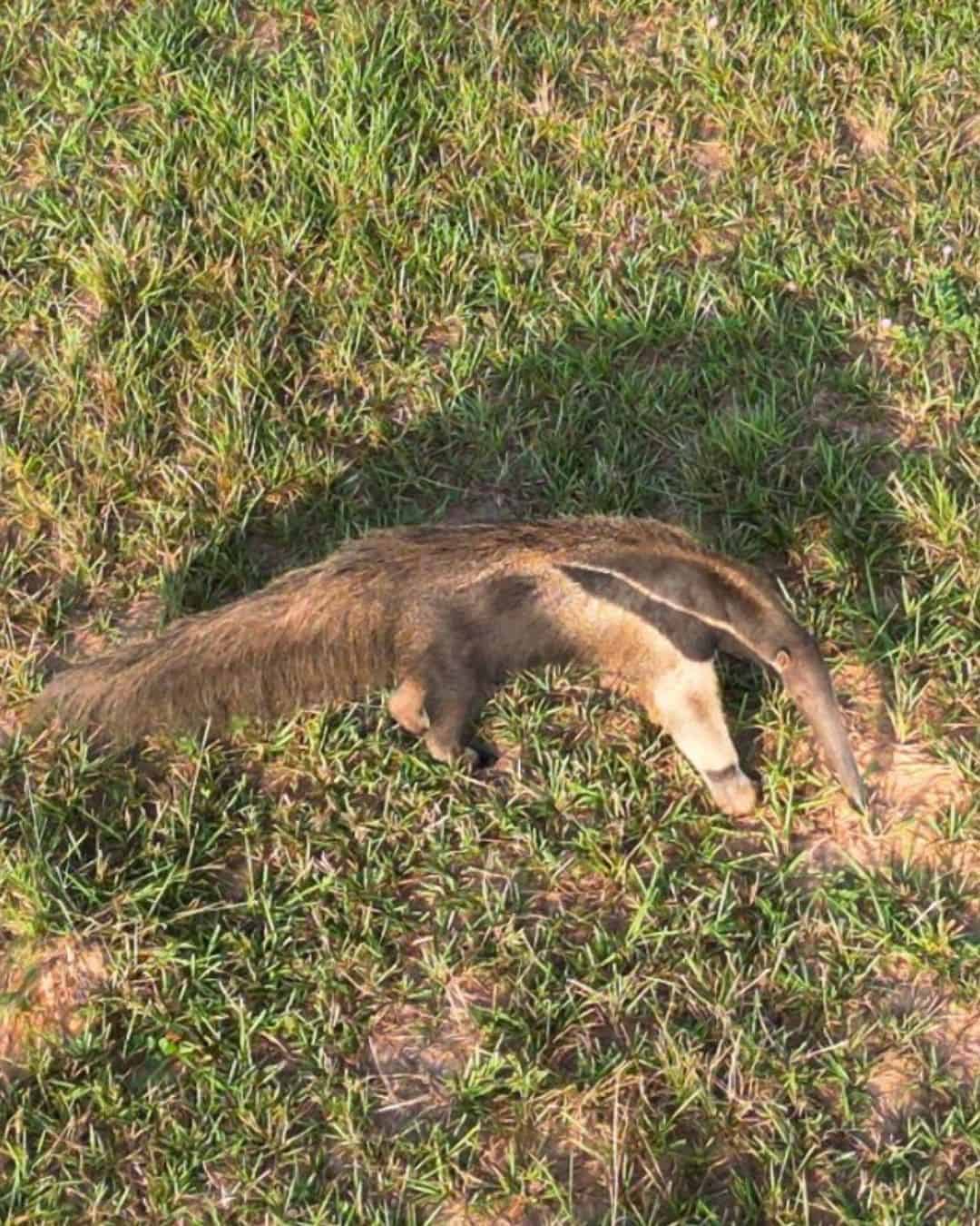 Los Llanos - Villavicencio - Puerto Gaitan - Hato Mururito - anteater (2)