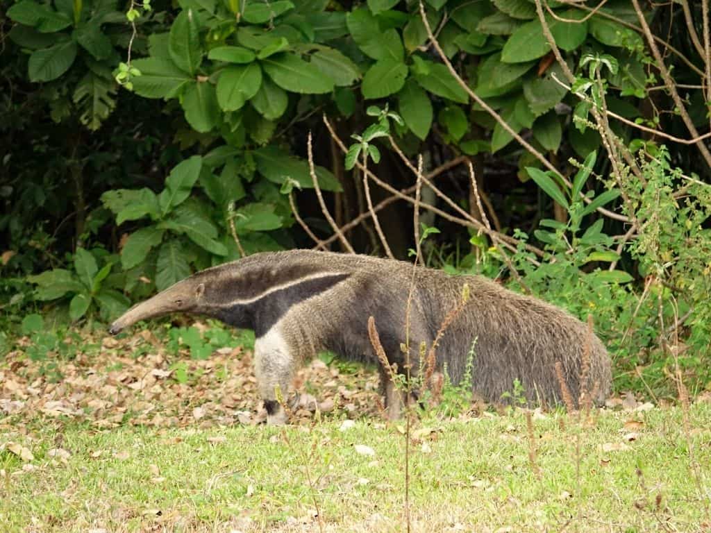 Los Llanos - Villavicencio - Puerto Gaitan - Hato Mururito - anteater