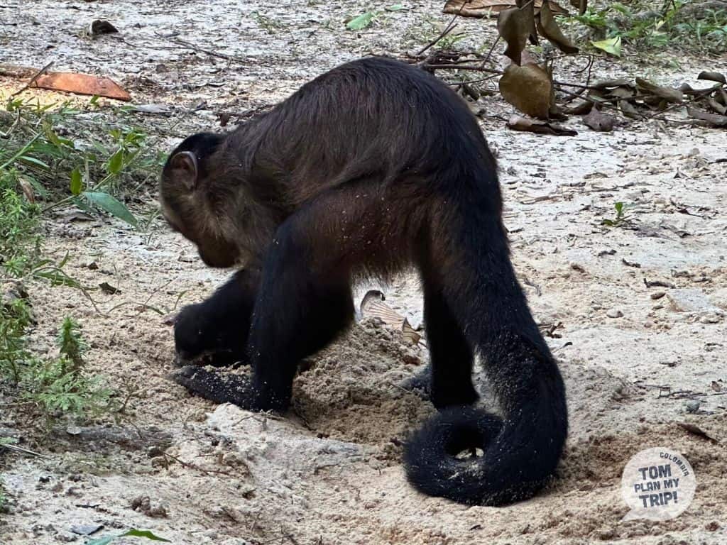 Maikuchiga Mocagua Amazon Colombia