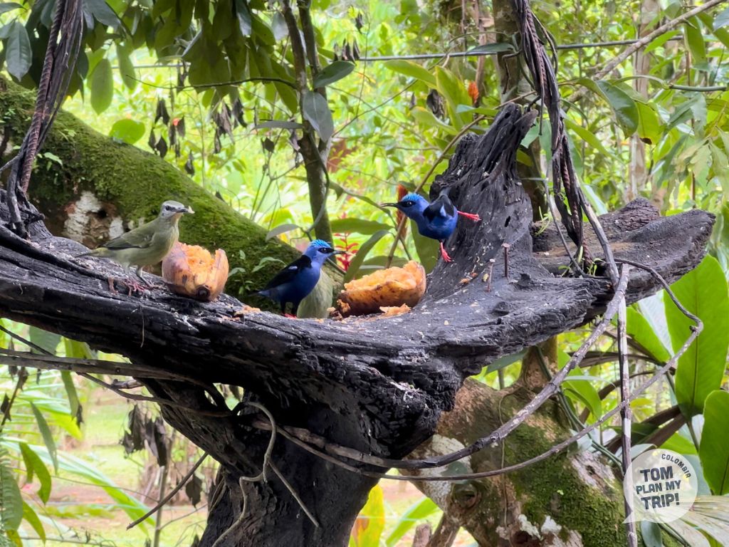 Majagua Solano Pacific Coast Colombia - Birds