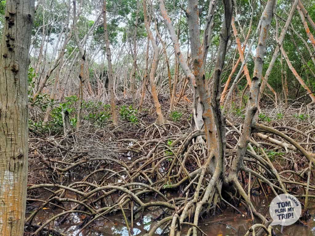 Mangroves in Isla Grande in Rosario Islands - Cartagena Colombia - Eastern Caribbean Coast