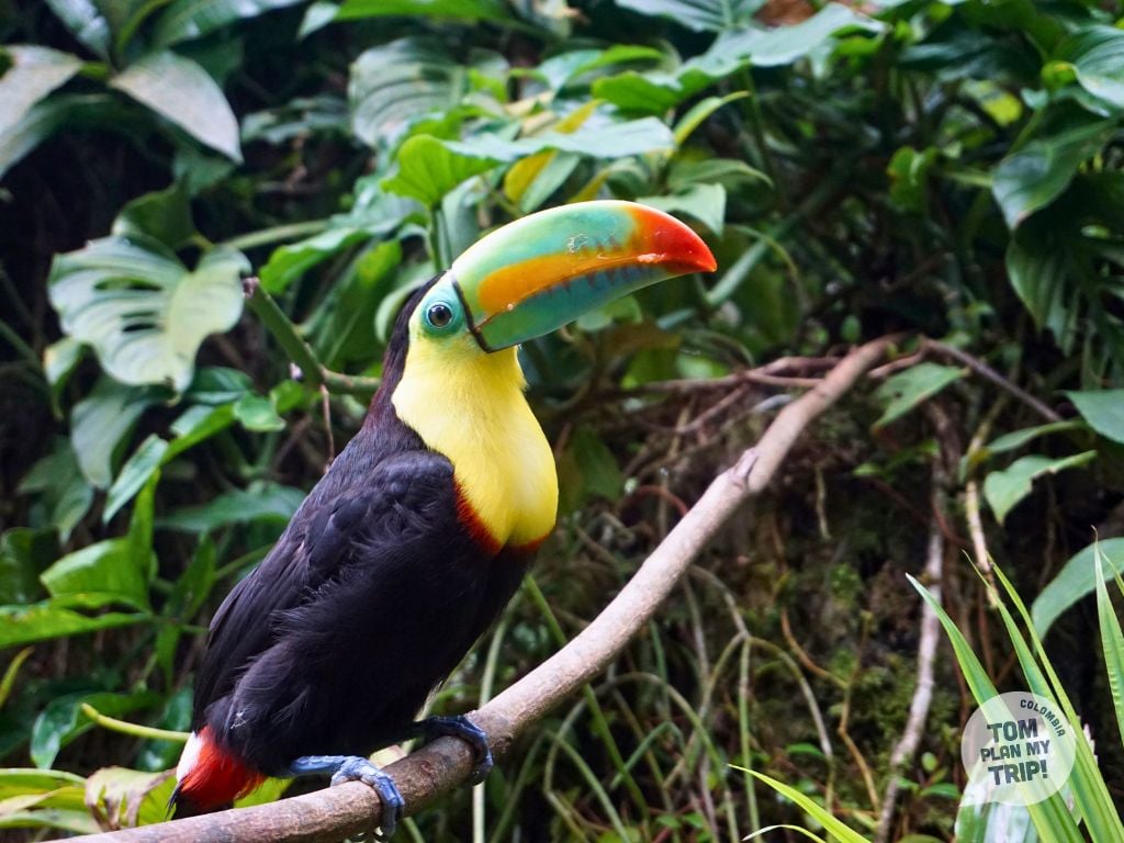 Minca Colombia - Bird tucan - East Caribbean coast