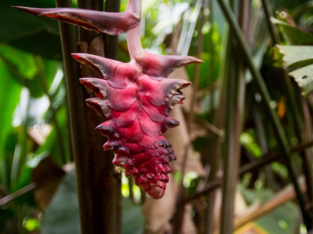 Minca Sierra Nevada Flora Flower
