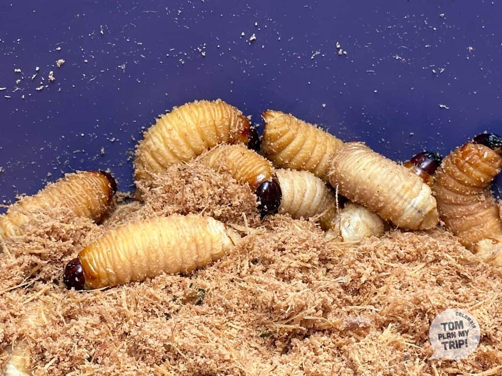 Mojojoy Amazon Colombia