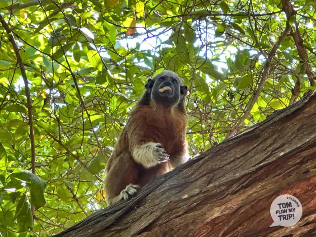 Monkey in Centenario Park in Cartagena Colombia - Eastern Caribbean Coast