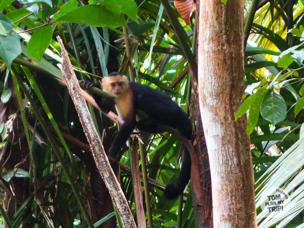 Monkey in Utria Park El Valle Pacific Coast Colombia
