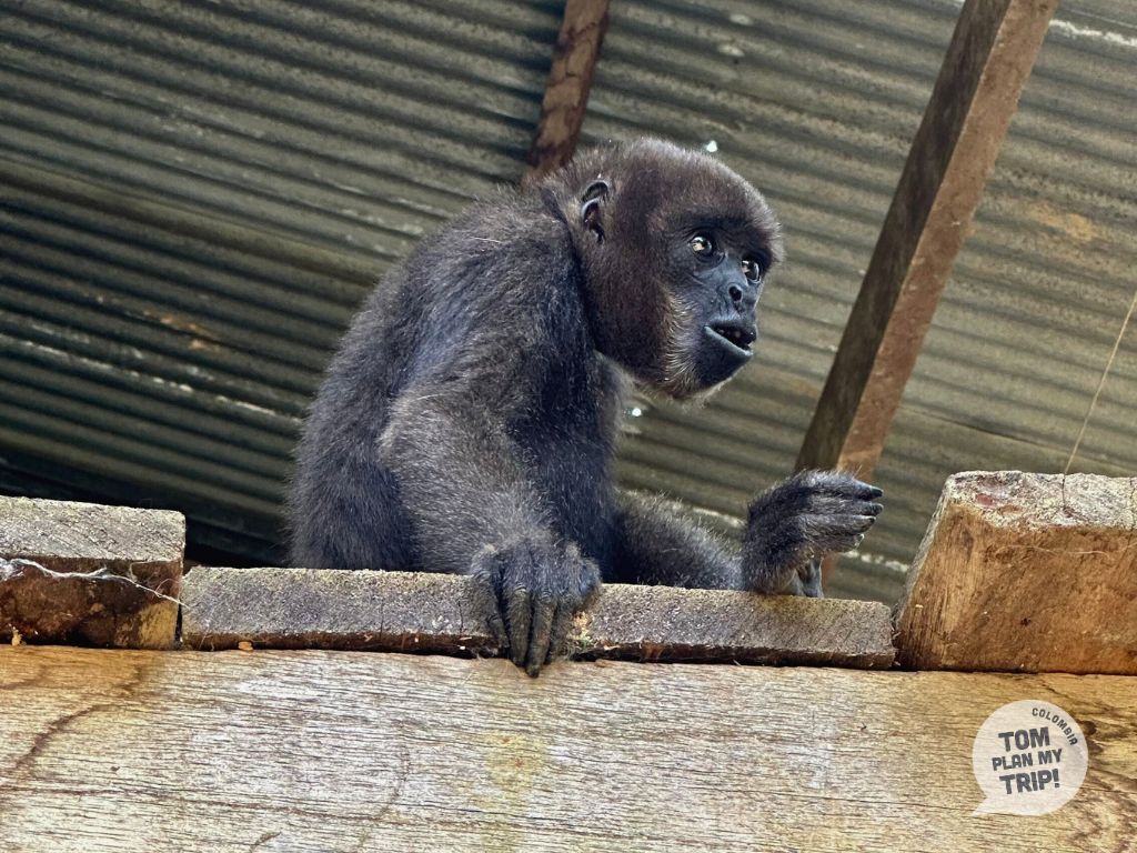 Monkey San Martin From Leticia Amazon Colombia