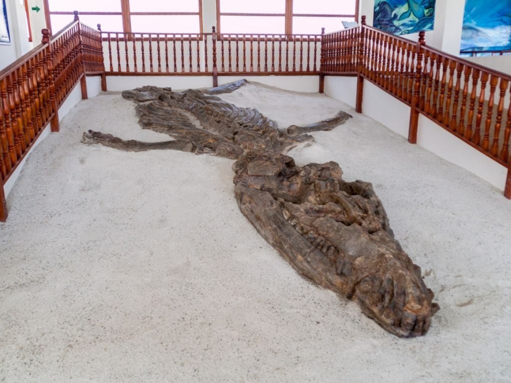 Museo Paleontológico de Villa de Leyva - Boyaca & Santander