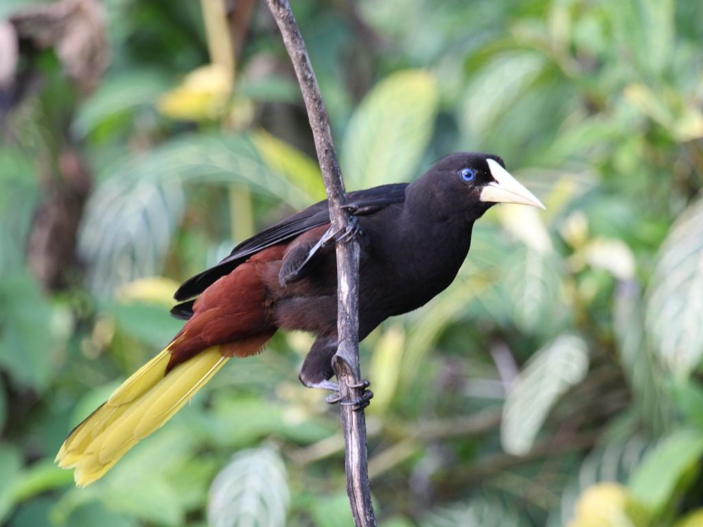 Oropéndola con cresta - Psarocolius decumanus - Credit