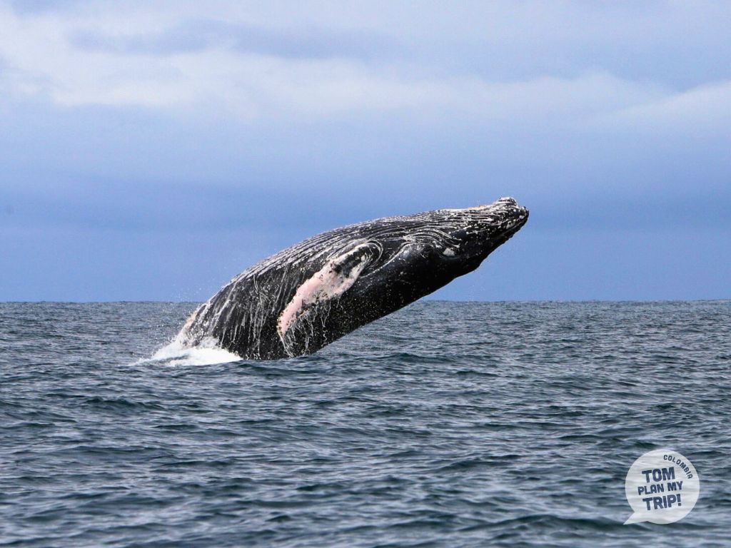 Pacific Coast Colombia - Guachalito - Humpback whale