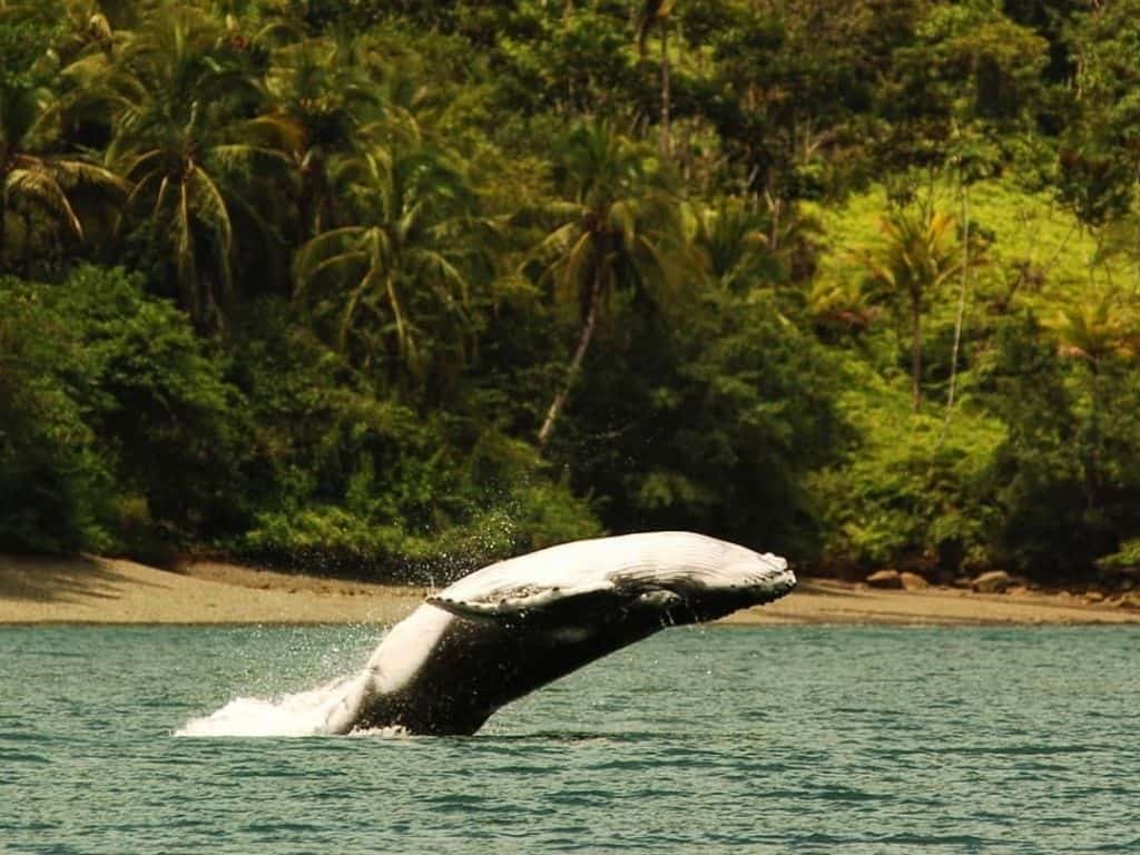 Pacific Coast - Isla Gorgona - Humpback wale