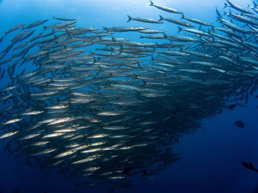 Pacific Coast - Malpelo Island - Shoal of barracudas