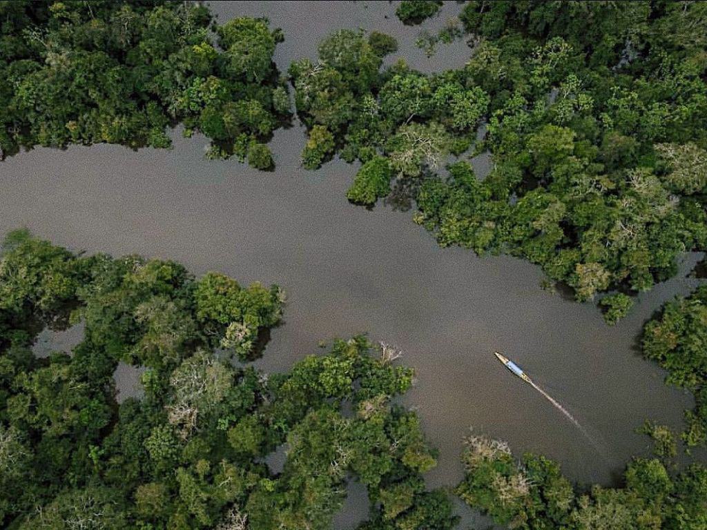 Palmari Amazon (7) (1)