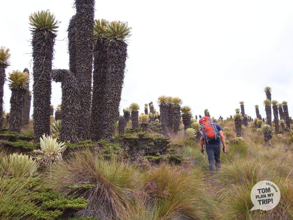 Paramos Frailejon Los Nevados Park Coffee Region