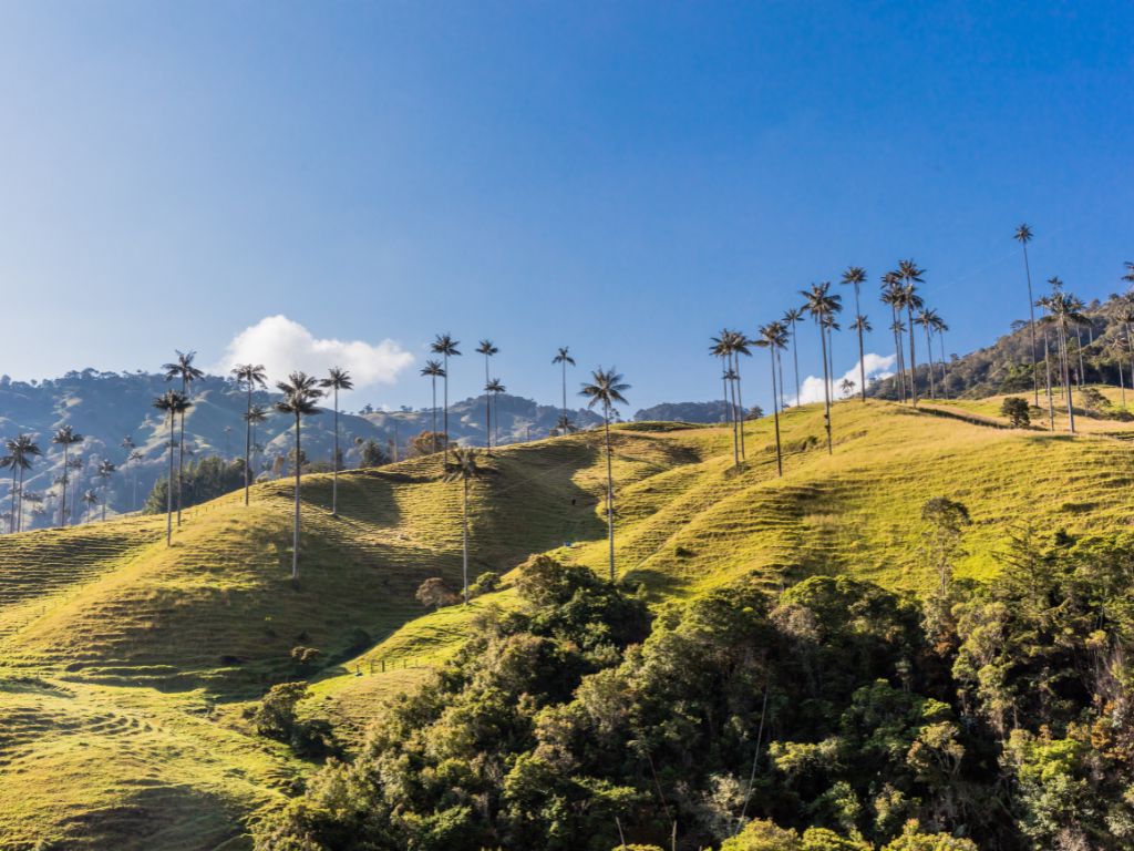 Samaria Valley - Wax palm tree - Coffee region Colombia