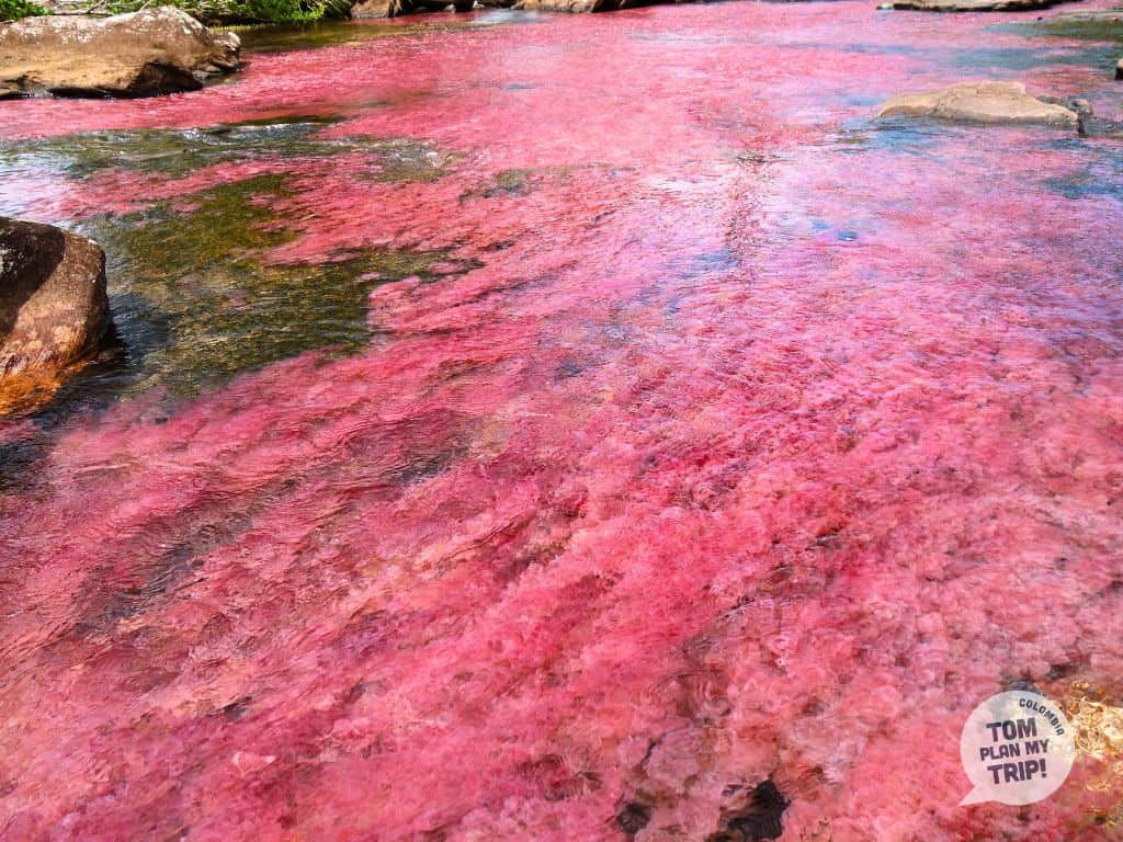 San José Del Guaviare - Caño sabana - Amazon Gateway