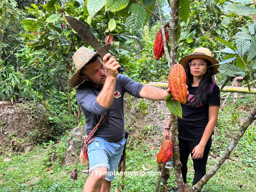 San rafael cacao tour Aleja local machete (1)