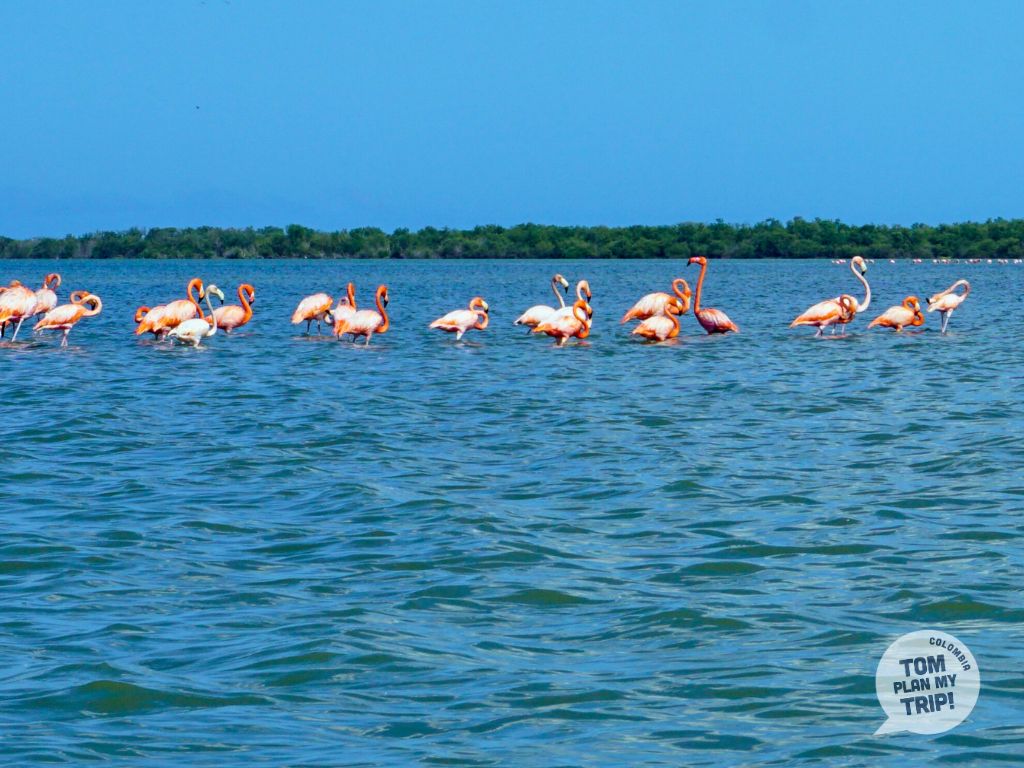 Santuario Los Flamencos Riohacha La Guajira Colombia - Eastern Caribbean Coast