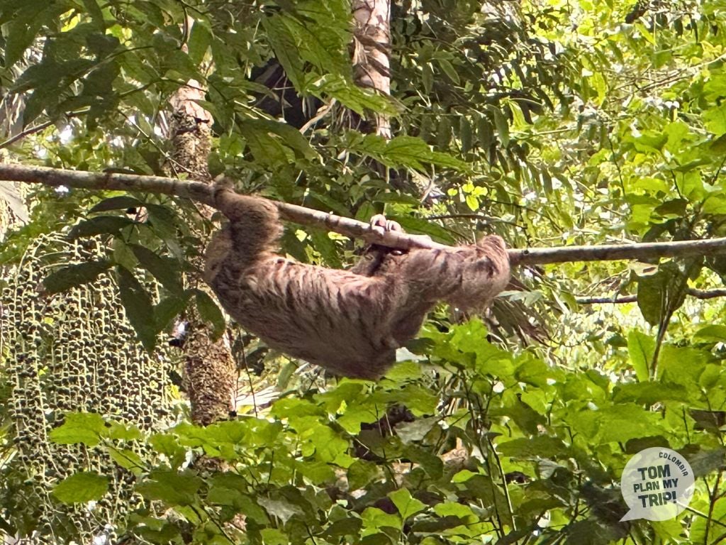 Sloth Animal in Meta Colombia