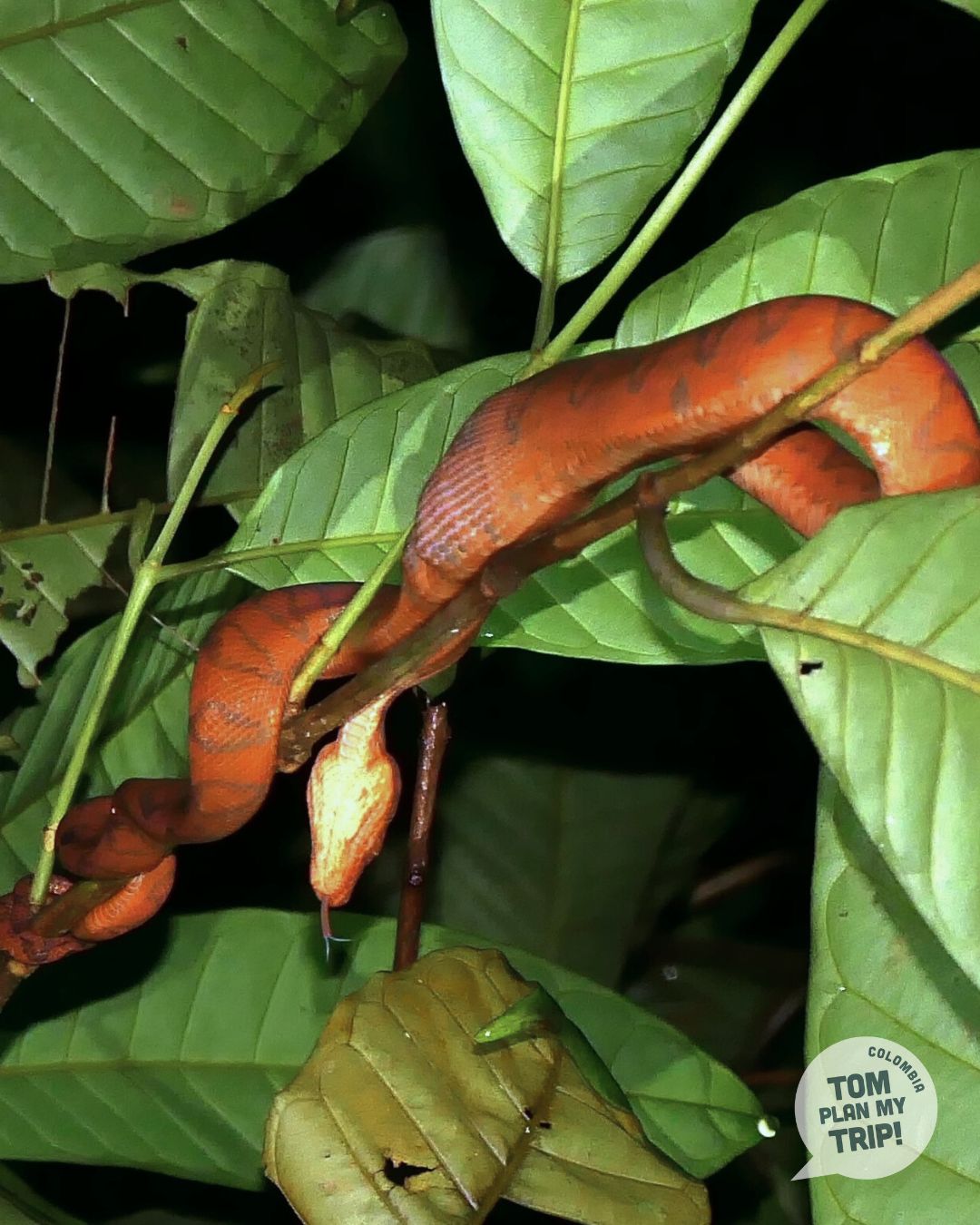 Snake Guachalito Pacific Coast Colombia