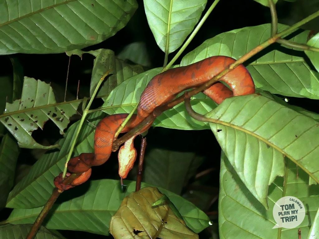 Guachalito Pacific Coast Colombia - Snake Animals