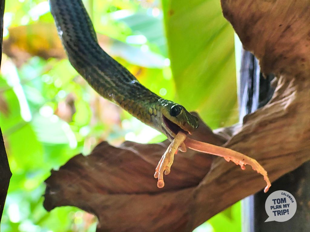 Snake in Altagracia Casanare - Los Llanos Orientales Colombia
