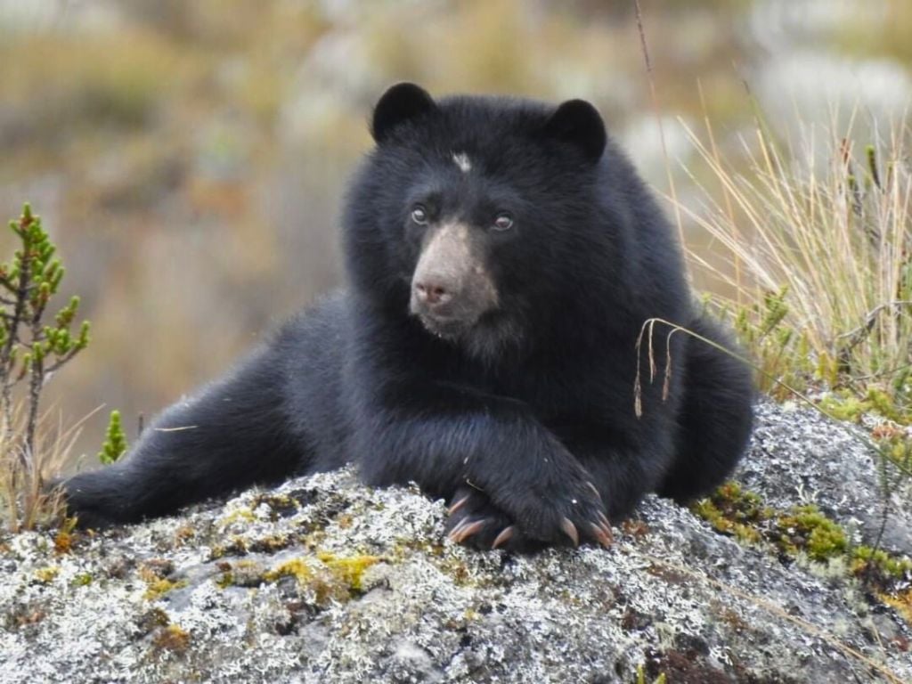 Spectacled bear - animal colombia in Parque Natural Chinganza