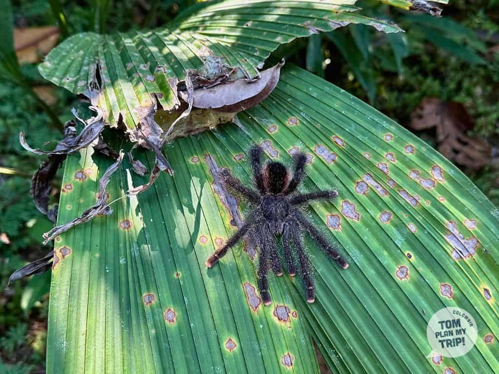 Tarantura in Jungle Santa Sofia Amazon Colombia