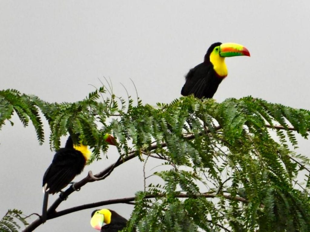Toucans-Tayrona-Park