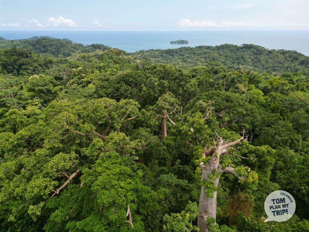 Trigana - arbol gigante - West Caribbean Coast (1)