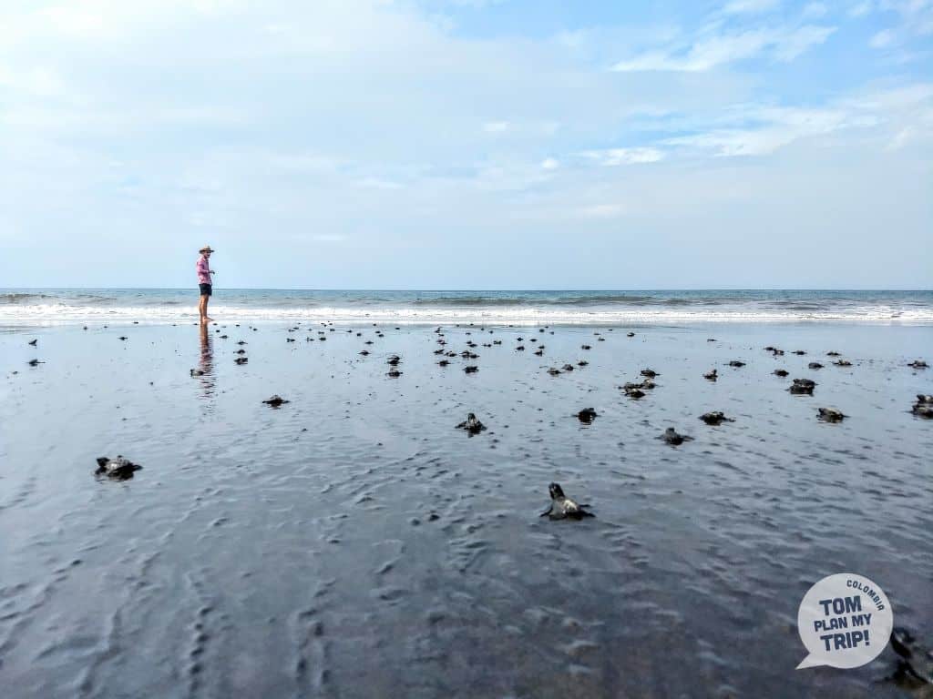 Turtles in Mama Orbe Beach - El Valle Pacific Coast Colombia