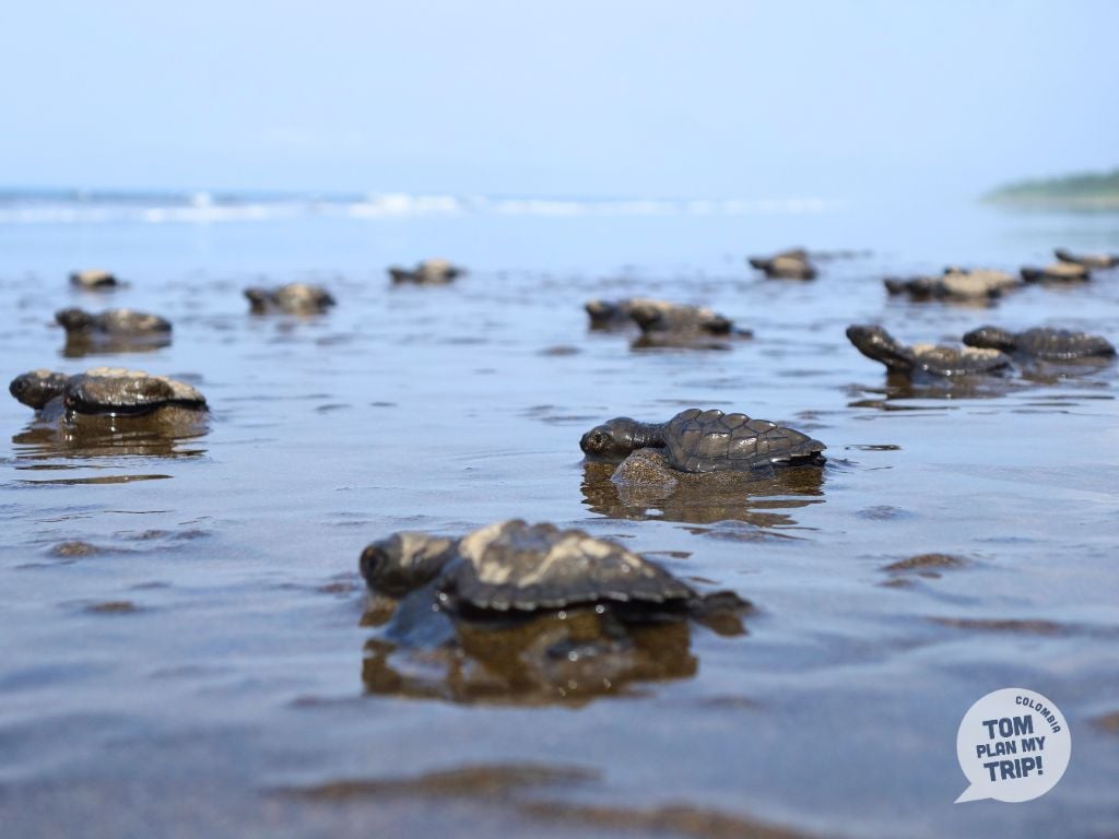 Turtles in Mama Orbe El Valle Pacific Coast Colombia