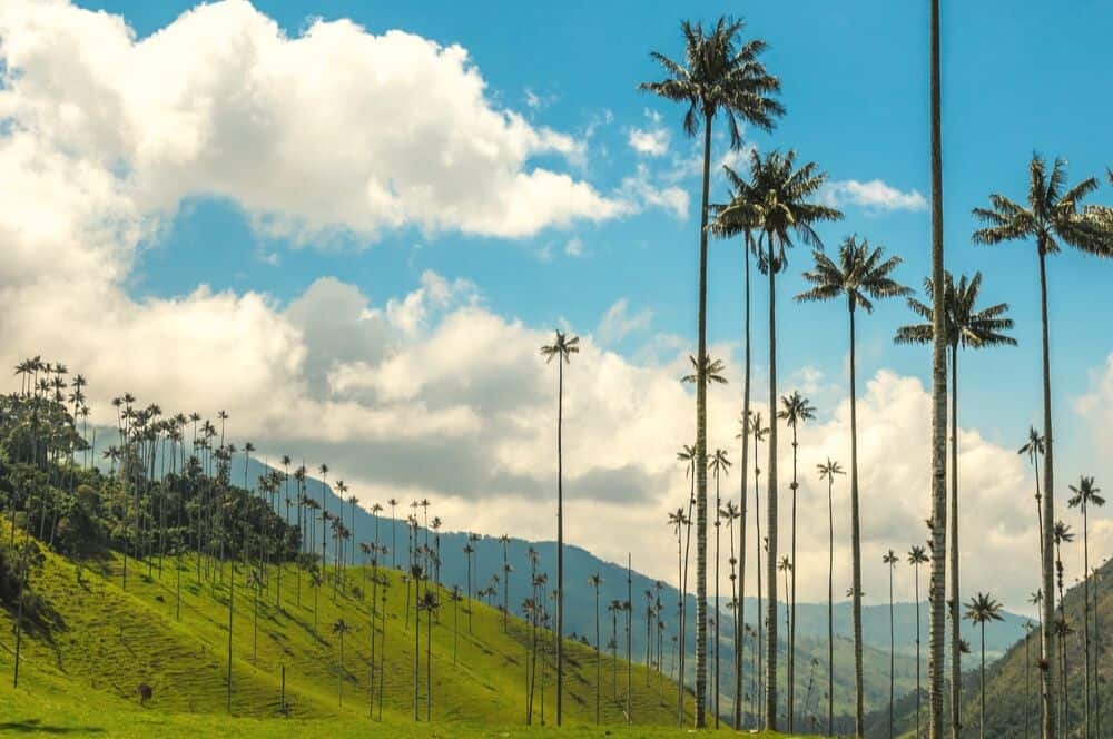 Valle de Cocora salento