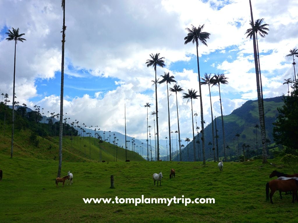 Valle del Cocora Salento