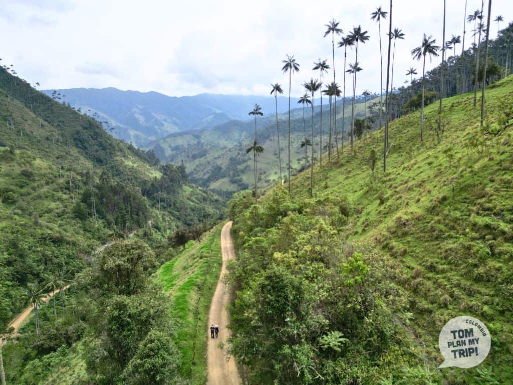 Carbonera Wax Palm tree Zona Cafetera Colombia