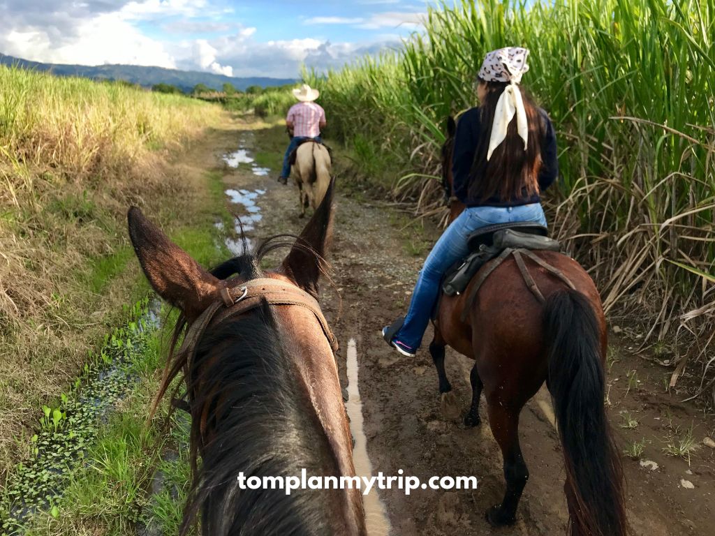 Viterbo - horseride - caña de azucar