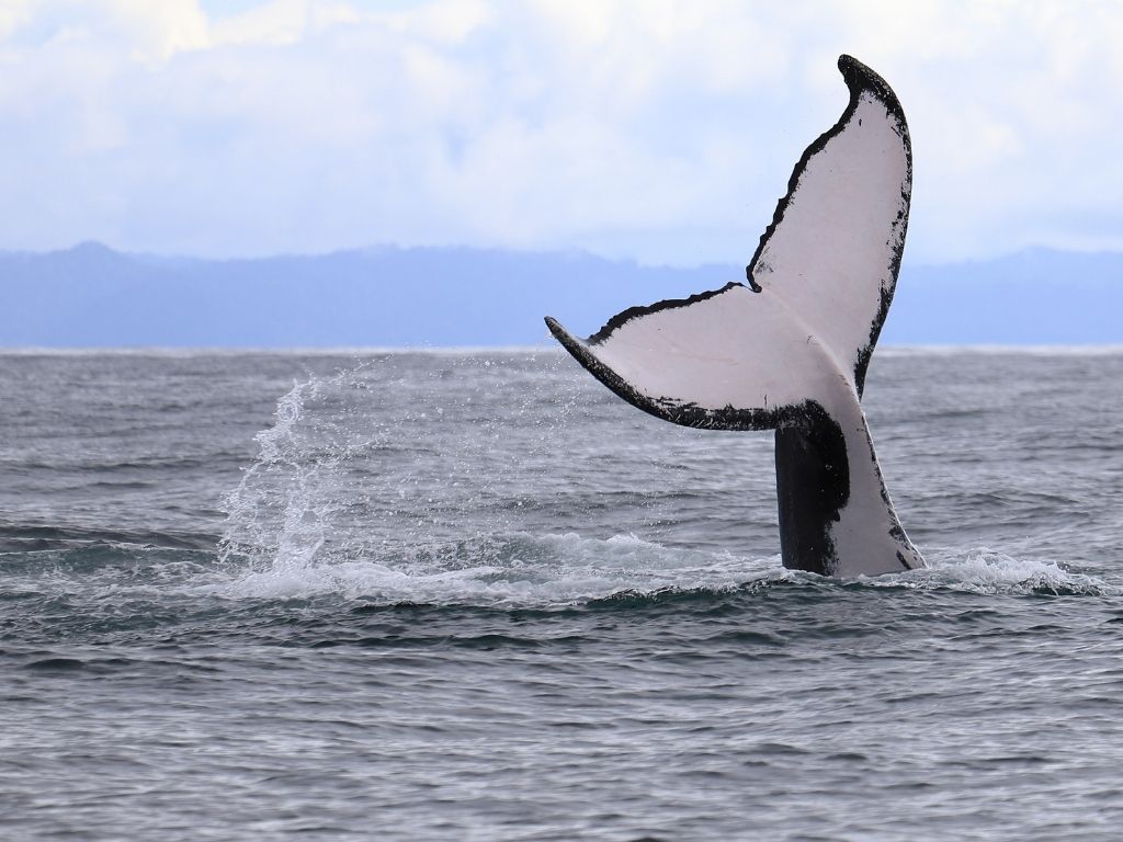 Whale watching Guachalito Gonzalo