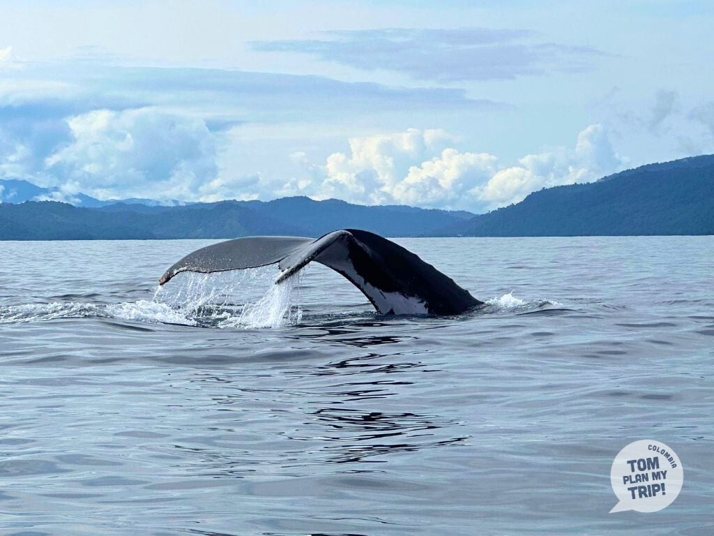 Whales Bahia Solano Pacific Coast Colombia (1) animals