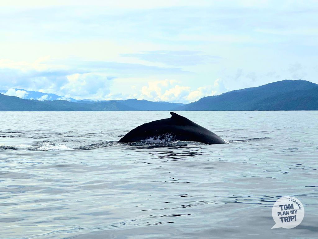 Whales Bahia Solano Pacific Coast Colombia animals