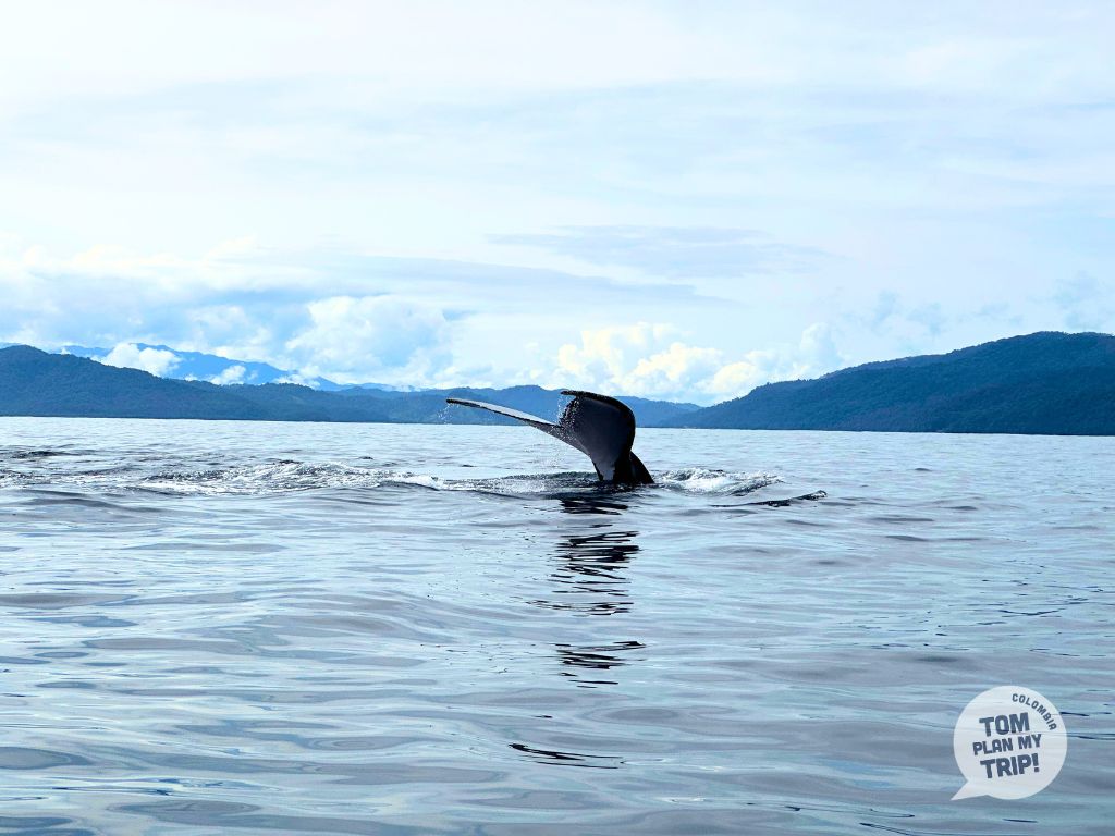 Whales Bahia Solano Pacific Coast Colombia animals