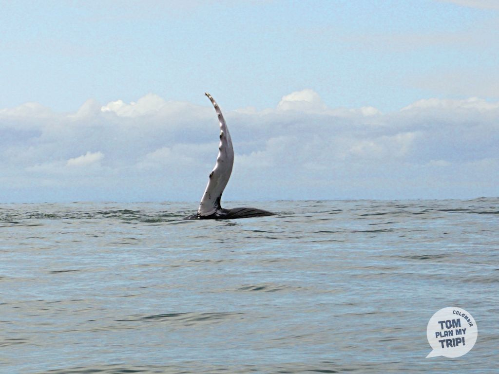 Whales Guachalito Pacific Coast Colombia animals