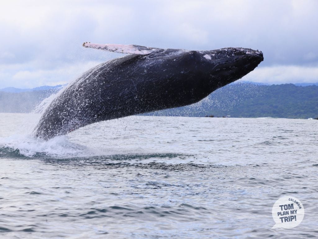 Whales Guachalito Choco Pacific Coast Colombia animals