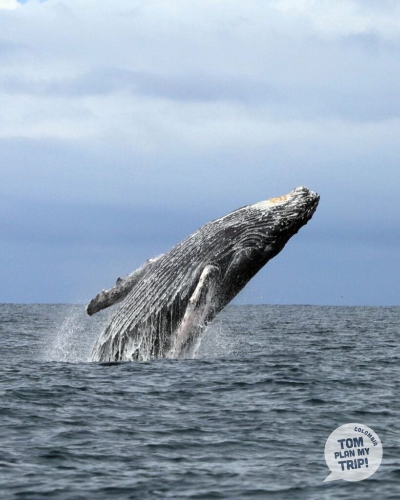 Whales Guachalito Nuqui Choco Pacific Coast Colombia